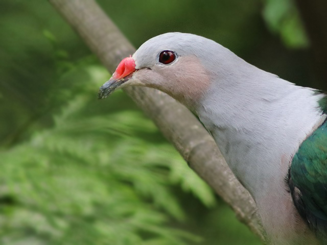 Red-knobbed Imperial-pigeon