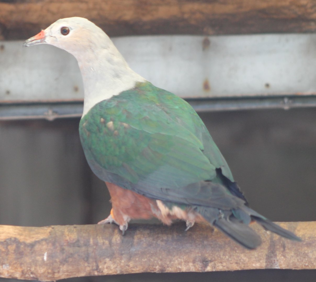 Red-knobbed imperial-pigeon