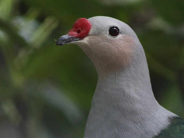 Red-knobbed Imperial-pigeon