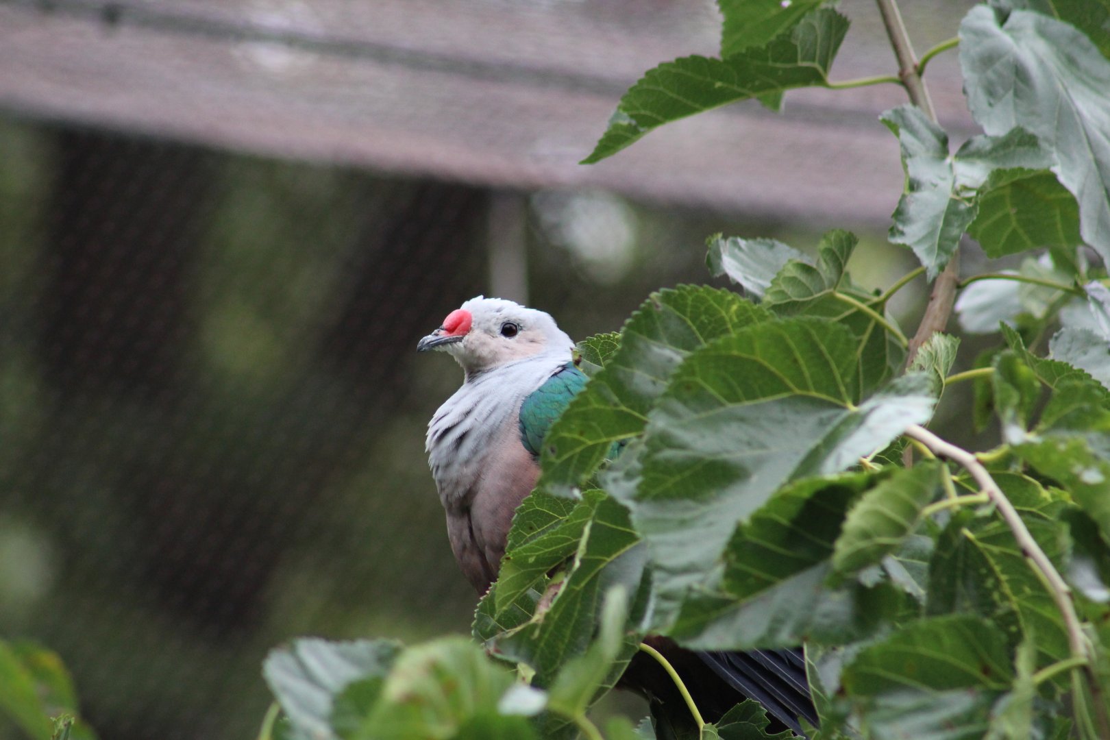 Red-Knobbed Imperial-Pigeon