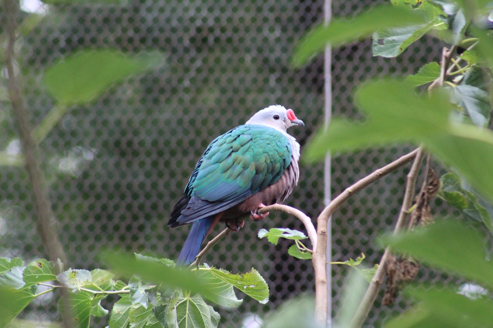 Red-Knobbed Imperial-Pigeon