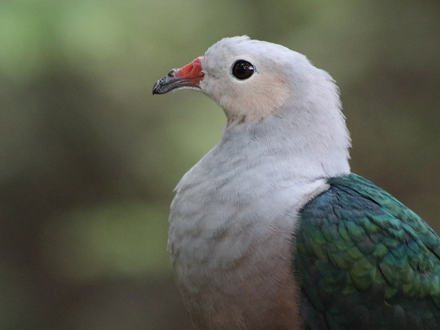 Red-knobbed Imperial-pigeon