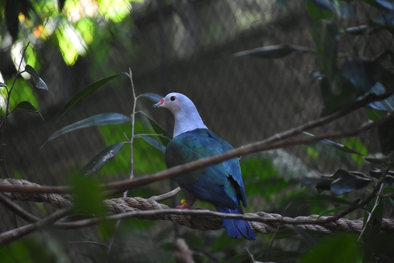 Red Knobbed Imperial Pigeon