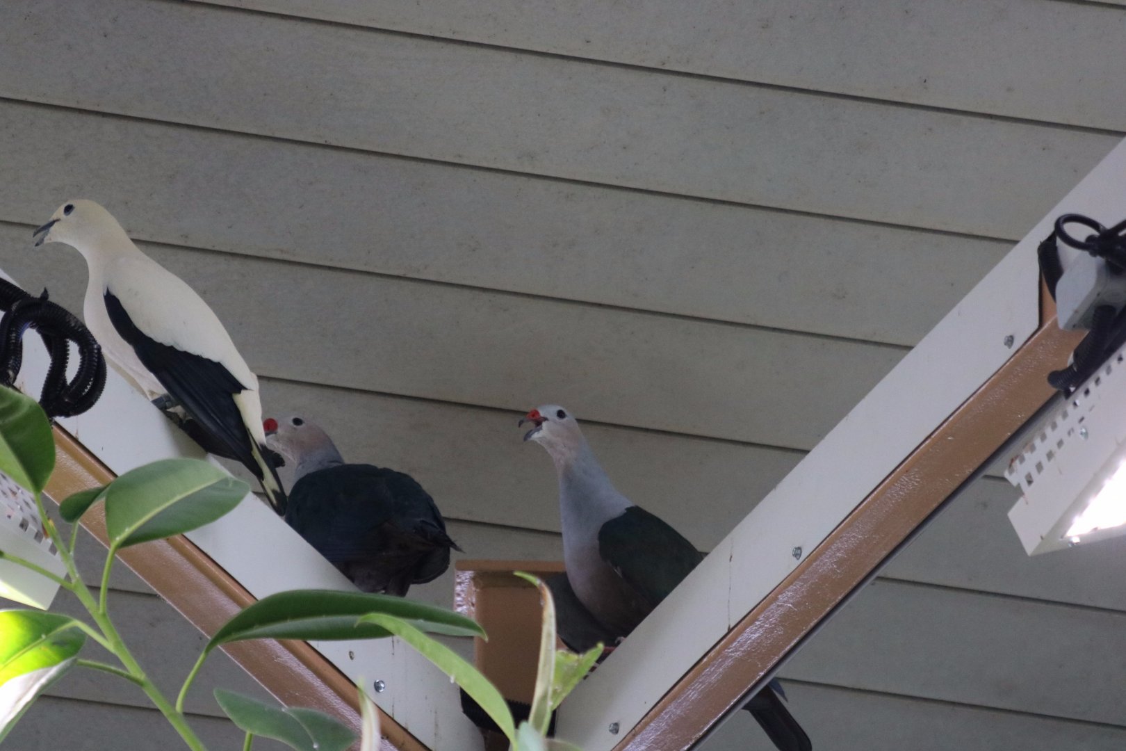 Red-knobbed Imperial-pigeons?