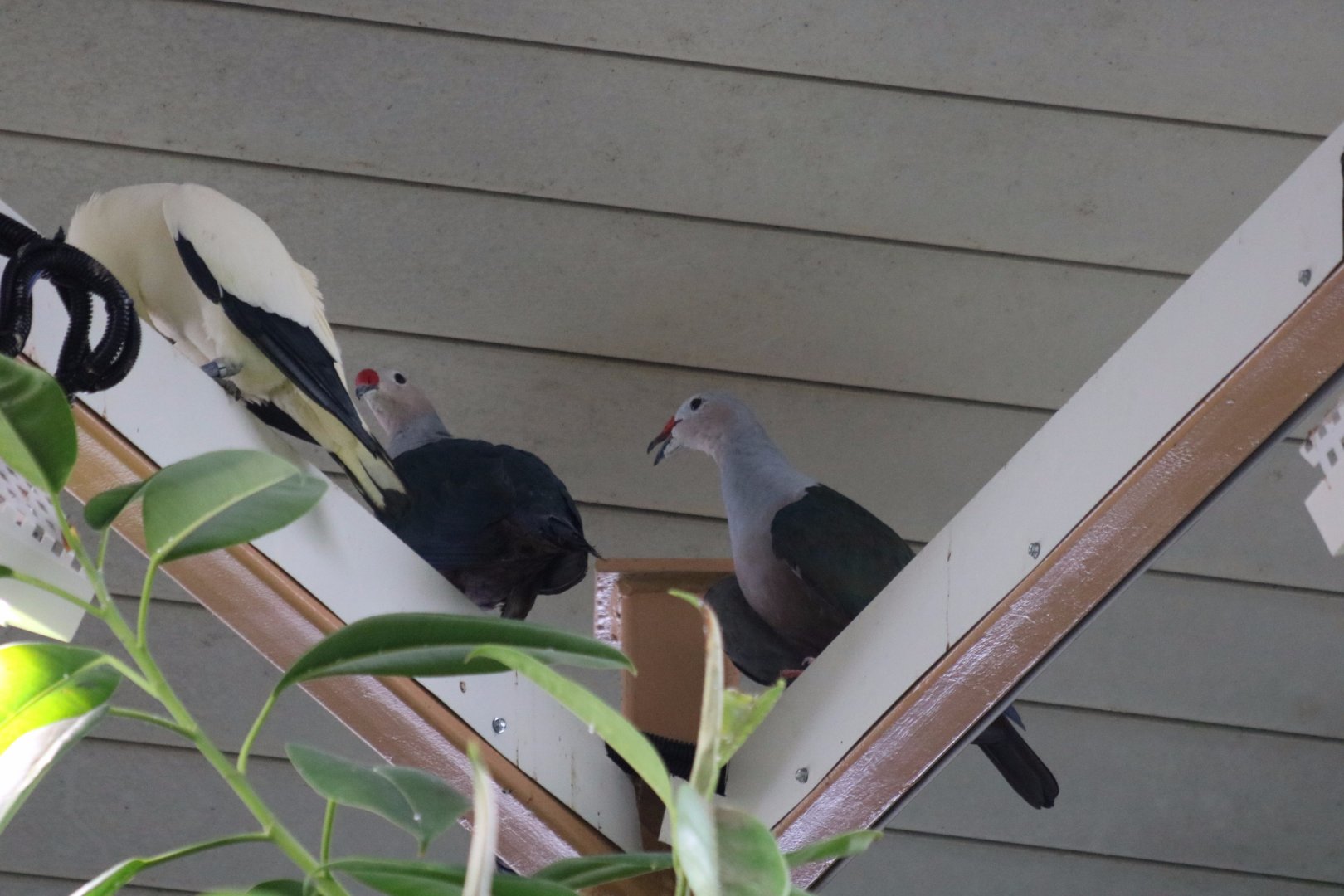 Red-knobbed Imperial-pigeons?