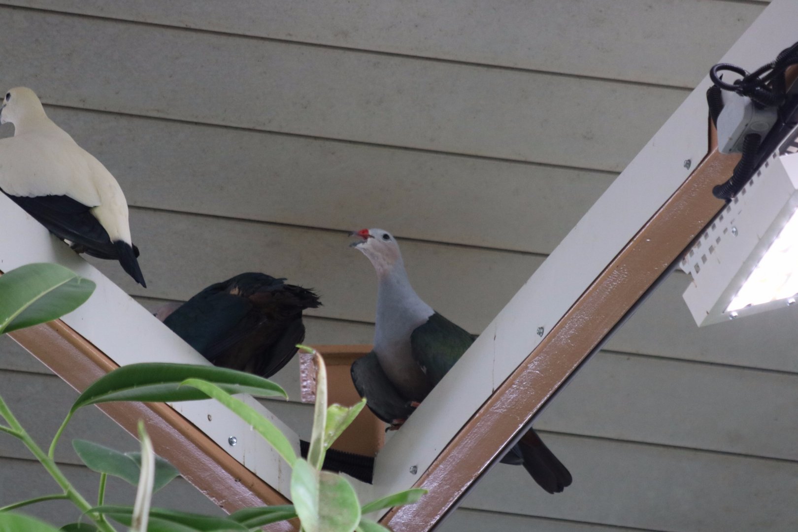 Red-knobbed Imperial-pigeons?