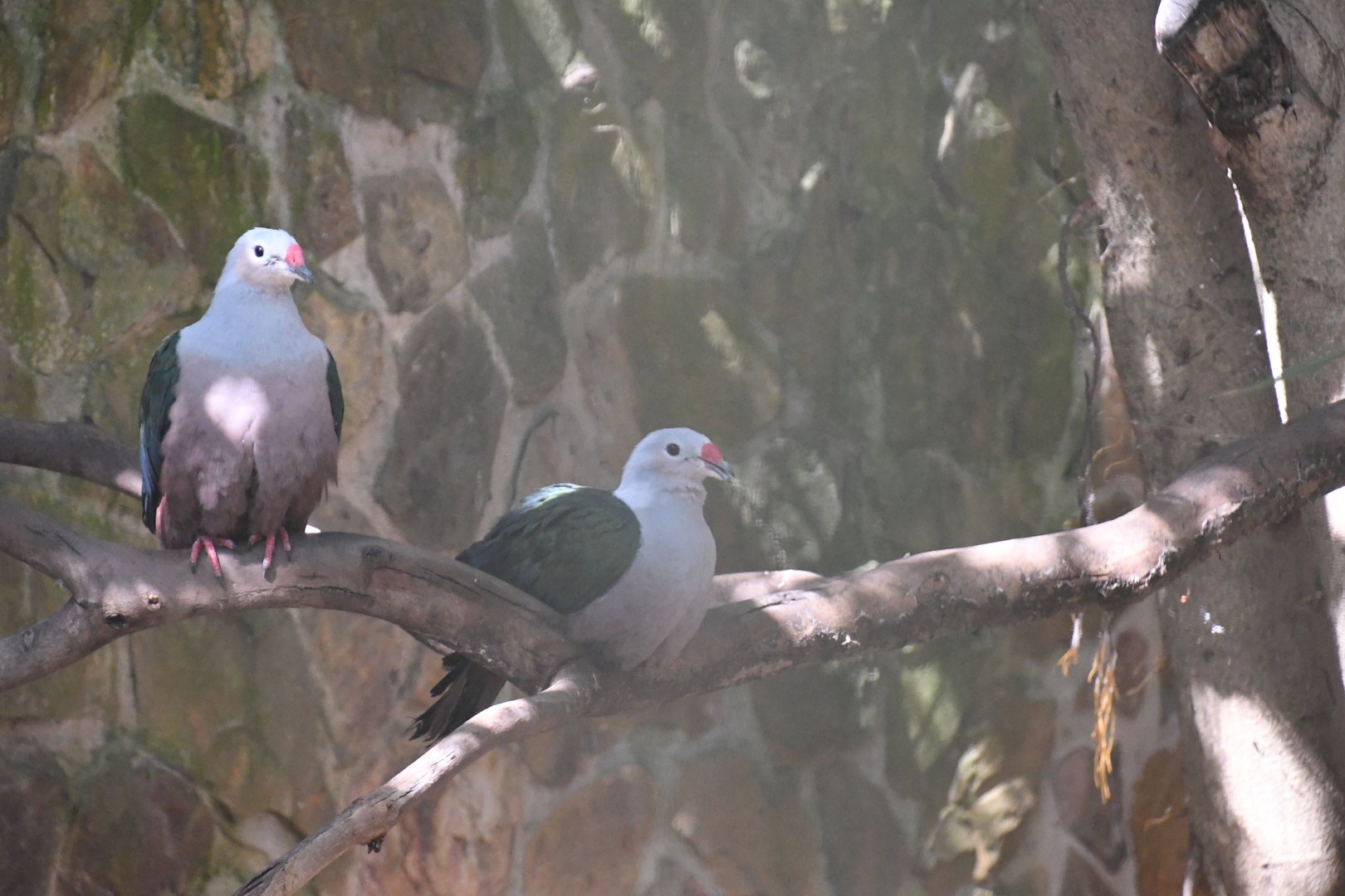 Red-knobbed Imperial Pigeons