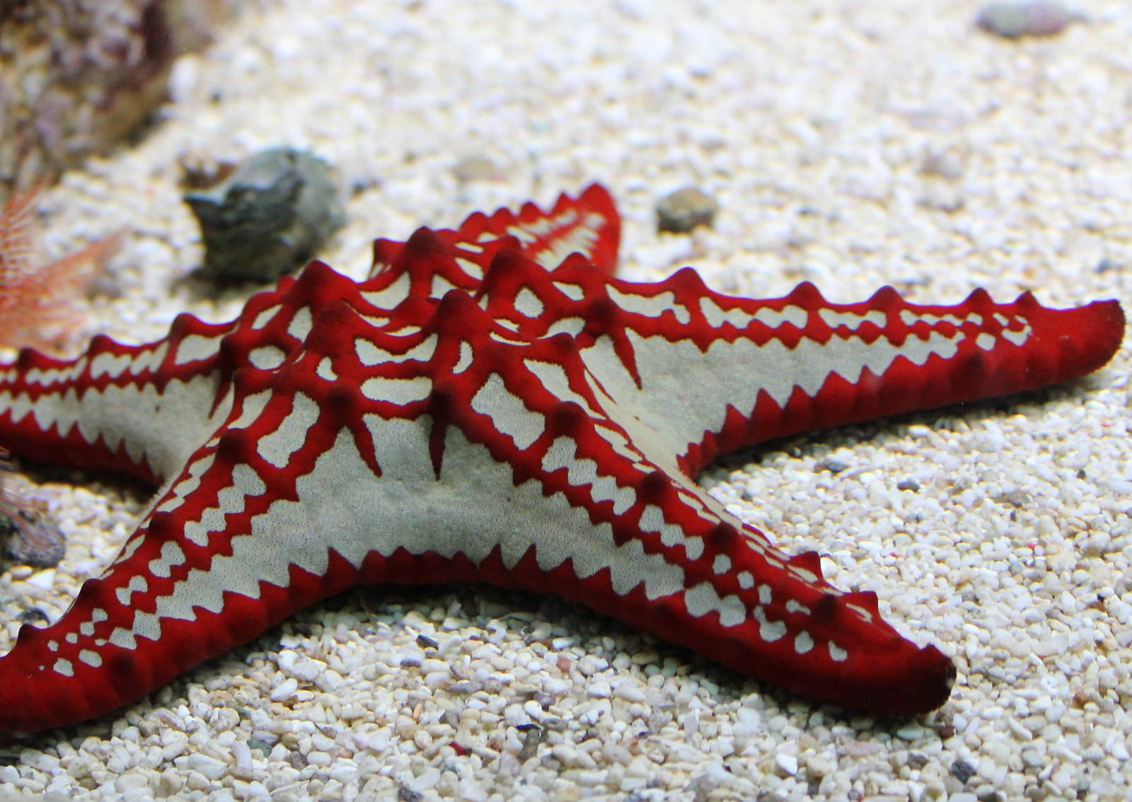 Red-knobbed starfish