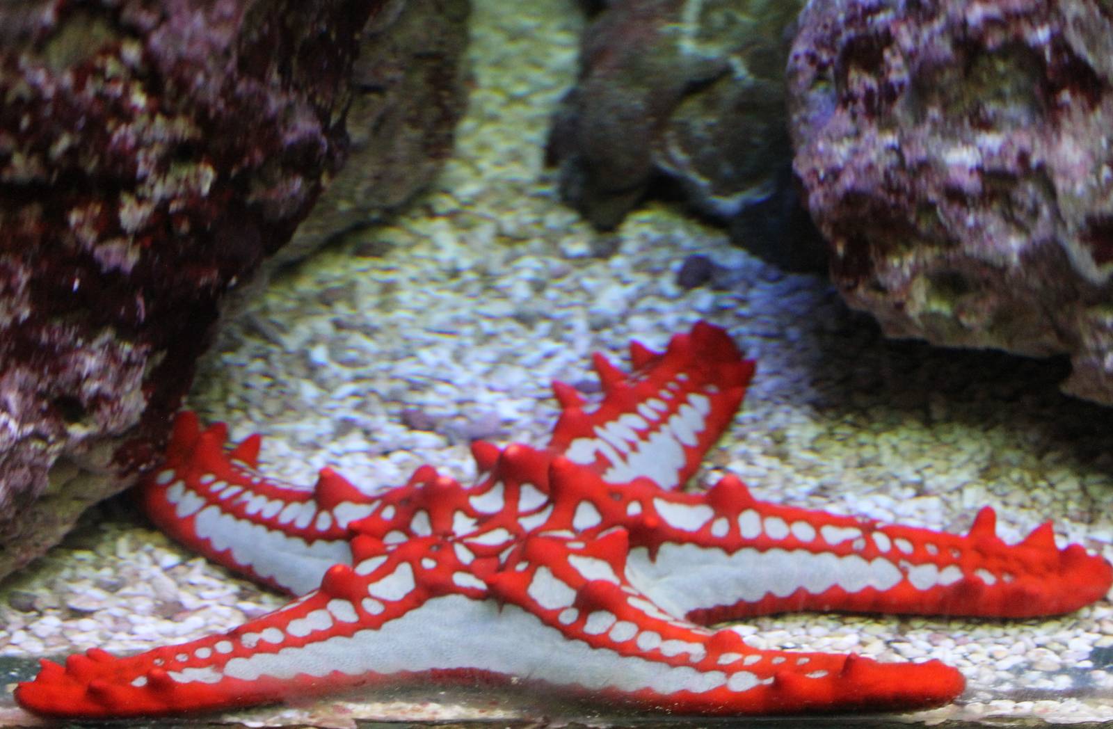 Red-knobbed starfish
