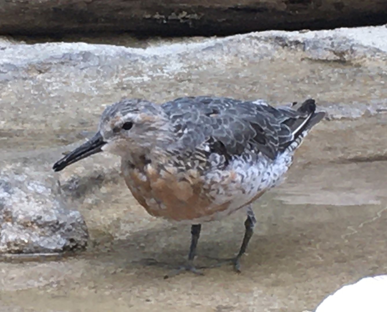 Red Knot (Calidris canutus)