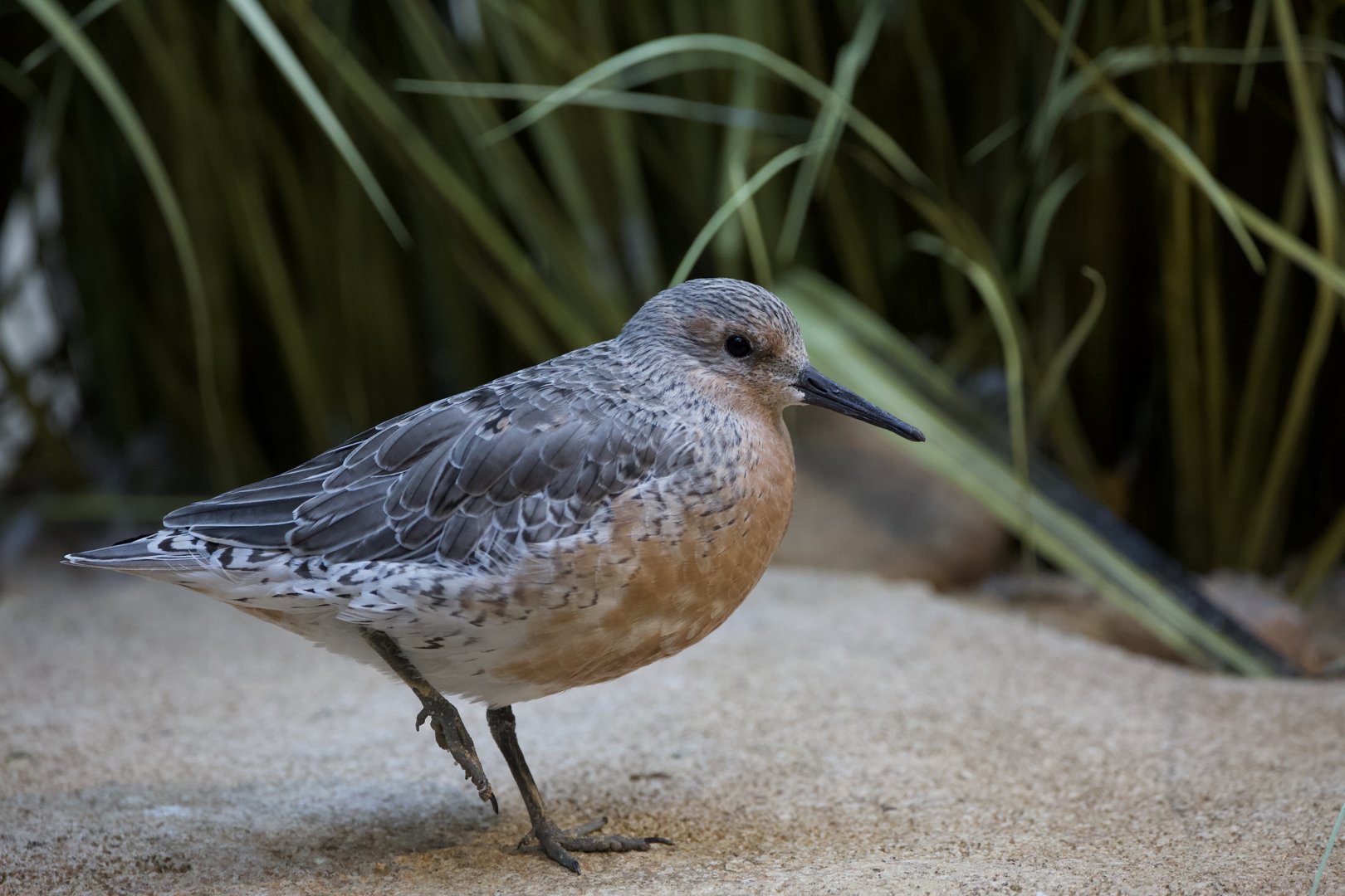 Red Knot/ Calidris canutus