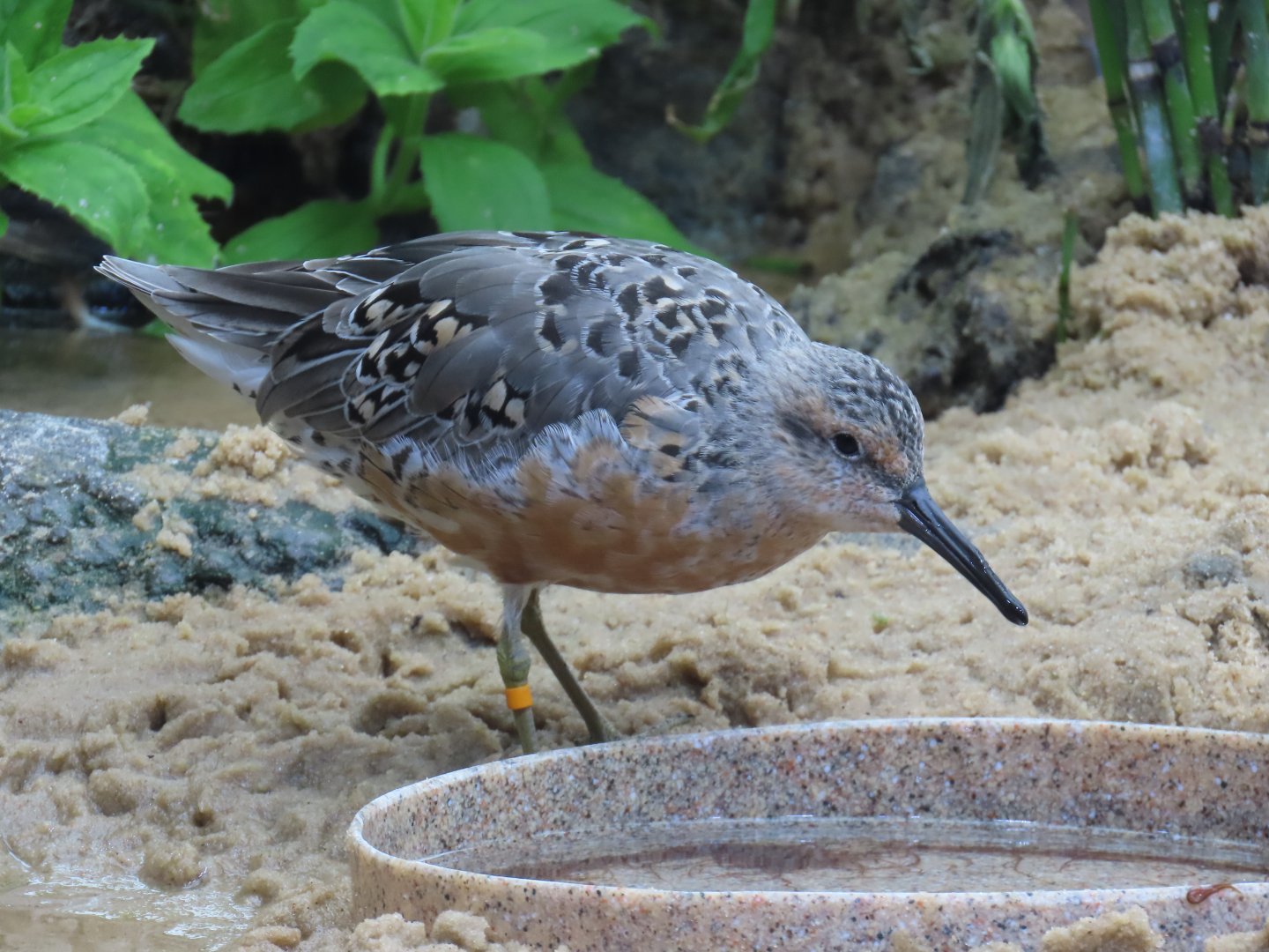 Red Knot (Calidris canutus)
