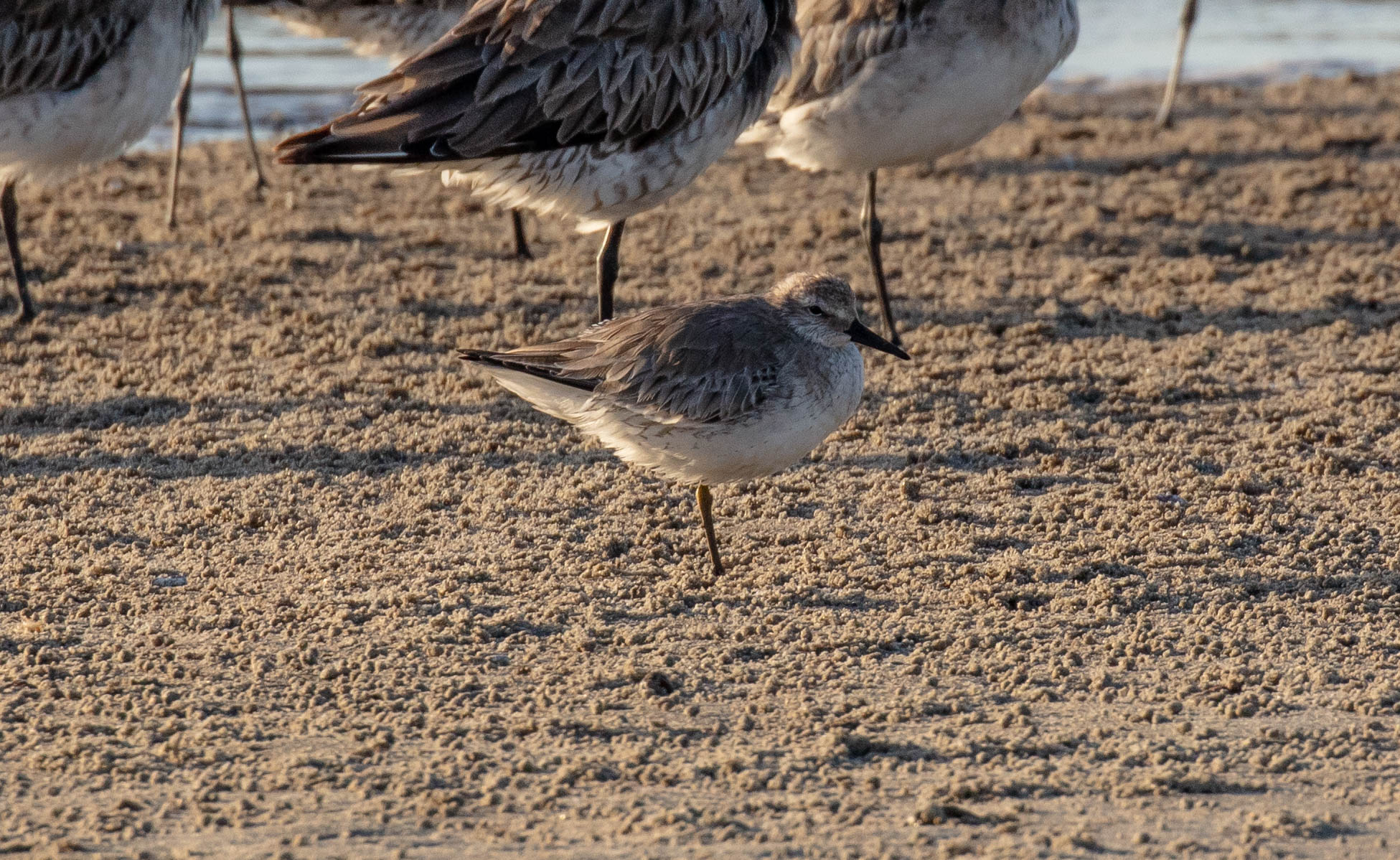 Red Knot