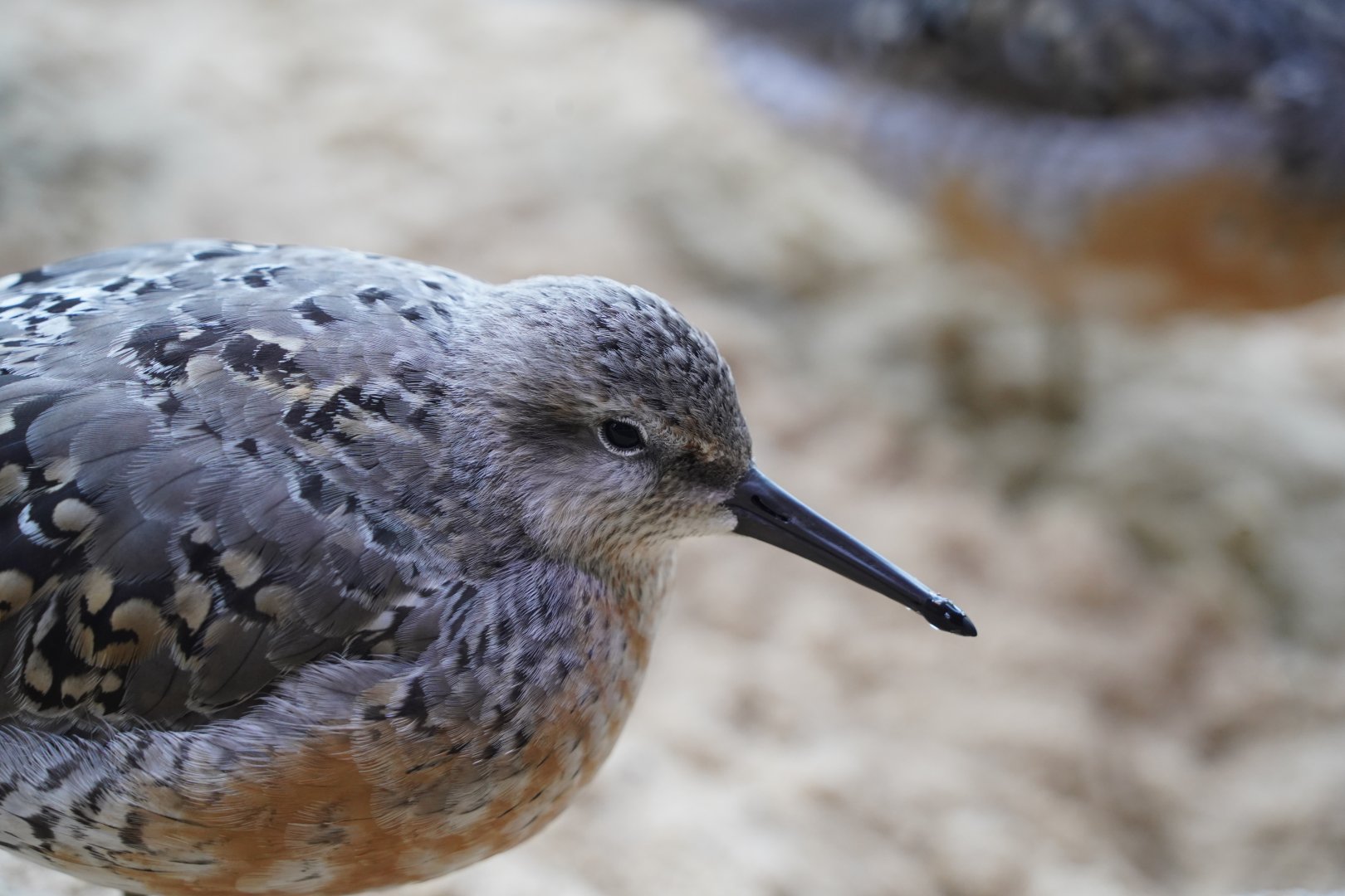 Red knot