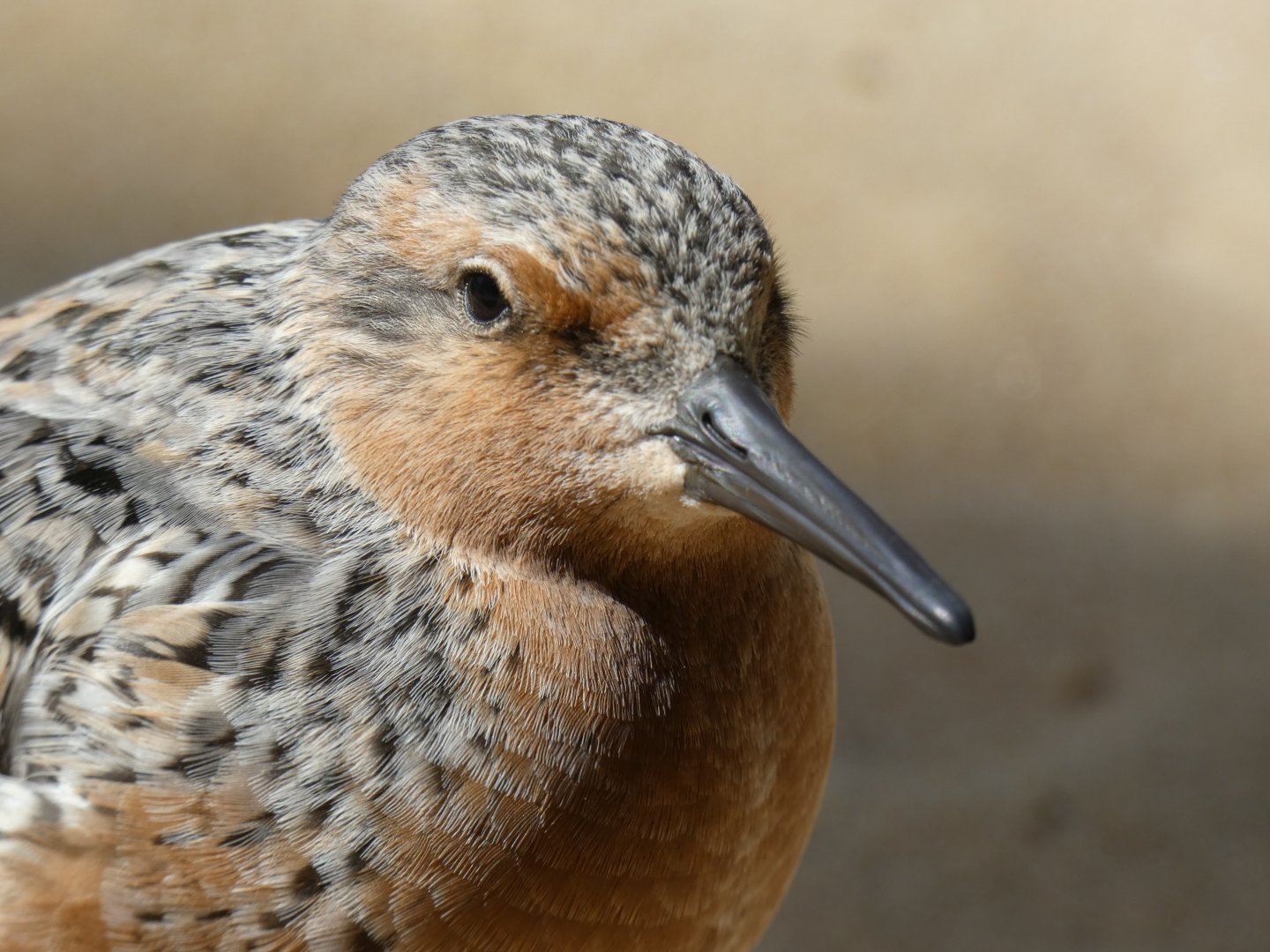 Red knot