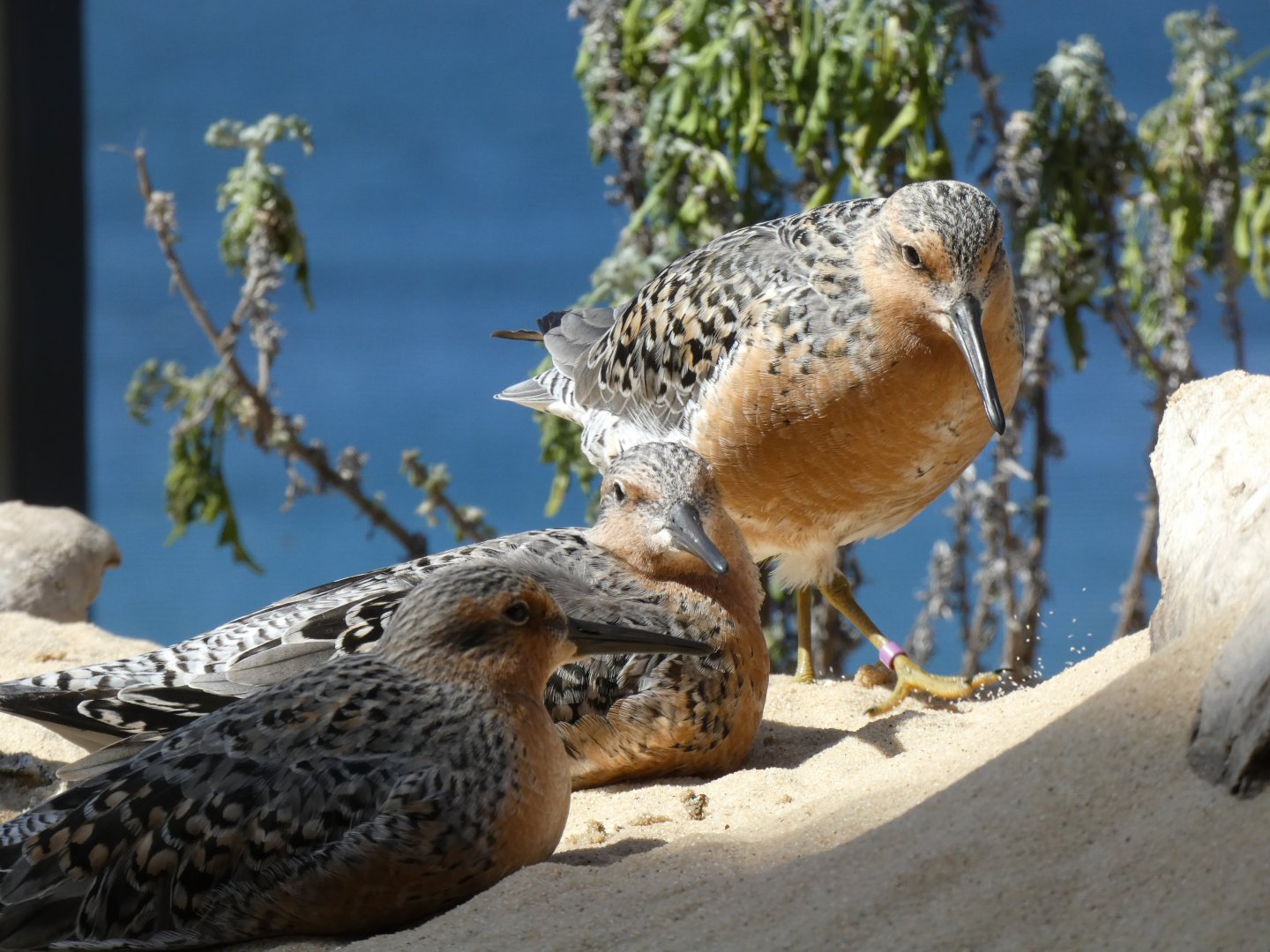 Red knots