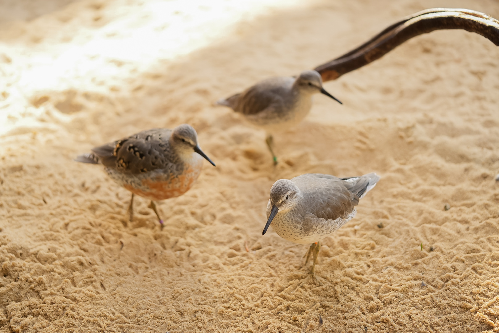 Red Knots