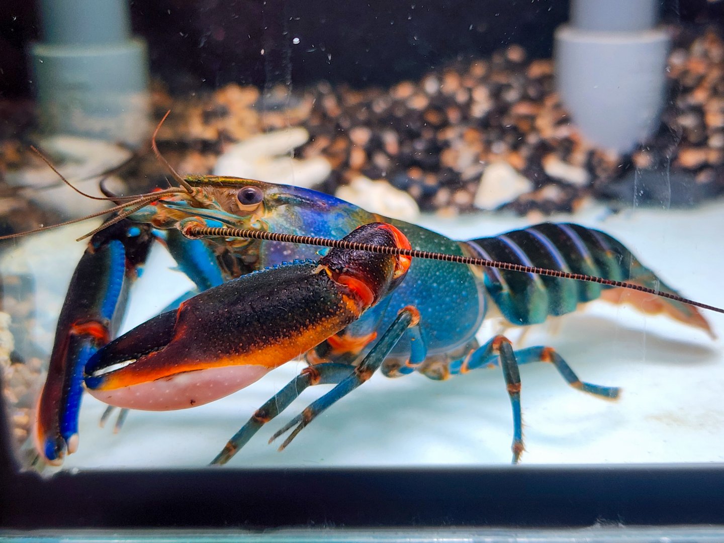 Red Kong Crayfish (Cherax mosessalossa)
