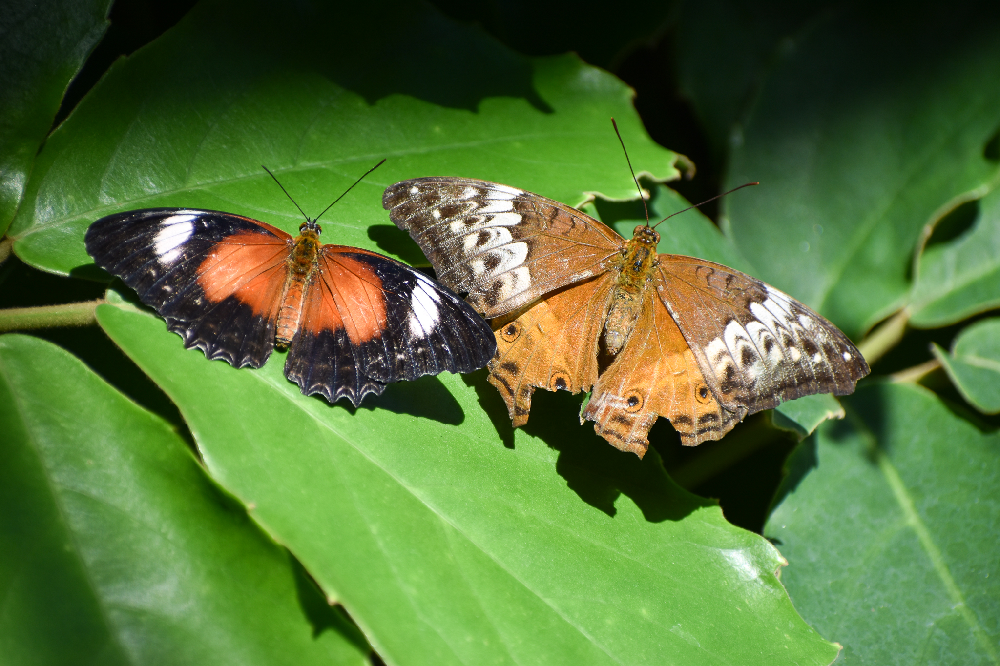 Red Lacewing and Cruiser