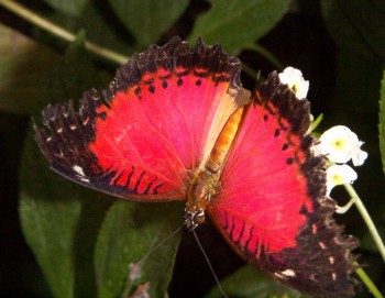 Red Lacewing (Cethosia biblis)