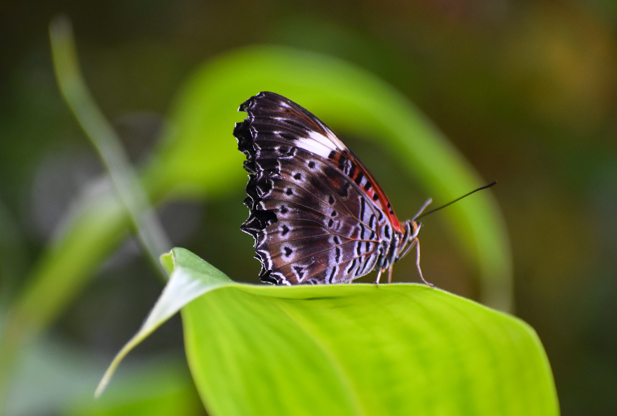 Red Lacewing