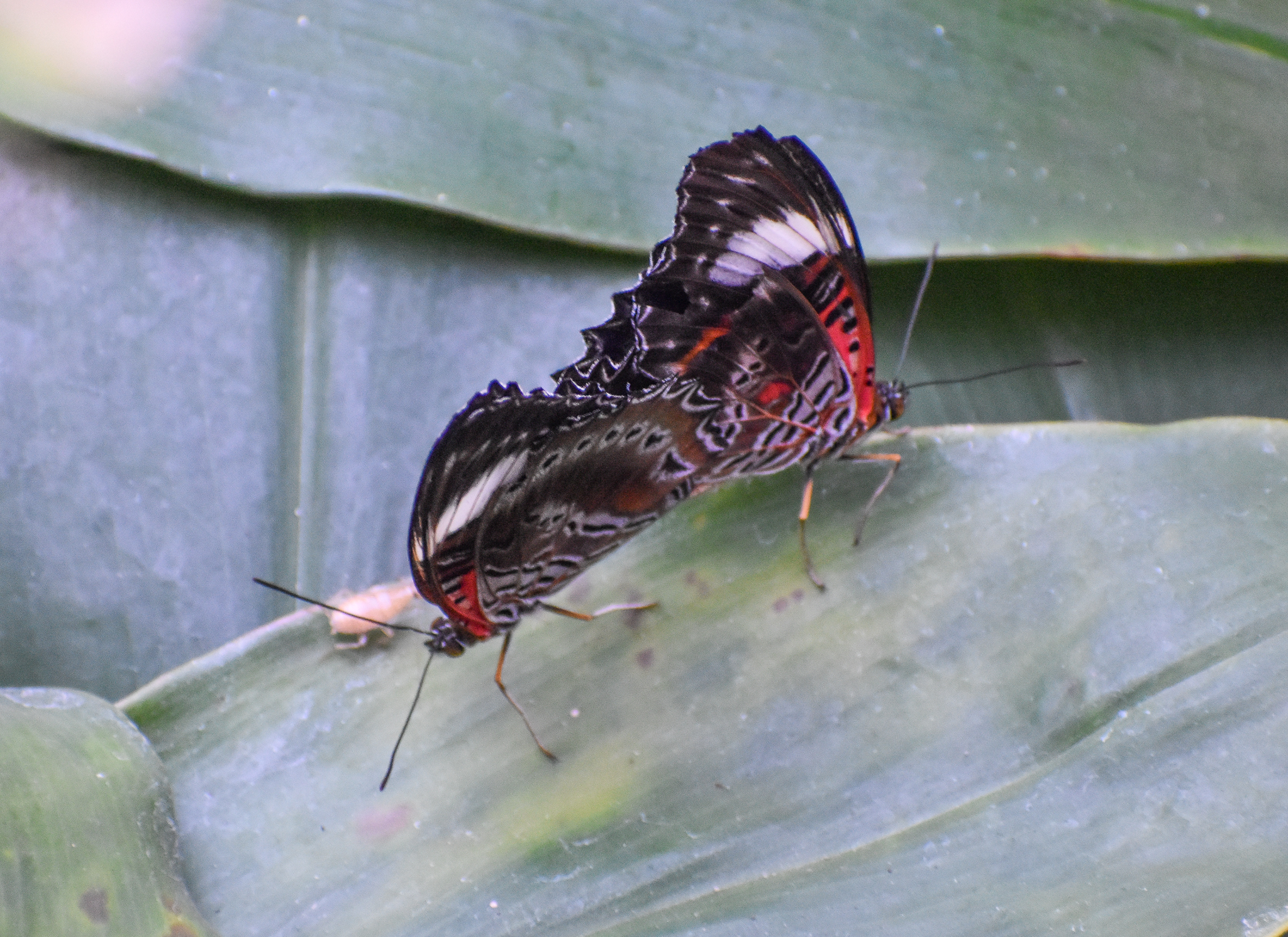 Red Lacewings mating