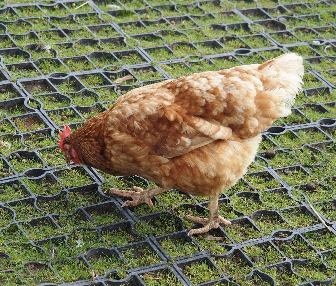 Red laying hen (Gallus gallus domesticus), 2024-09-17