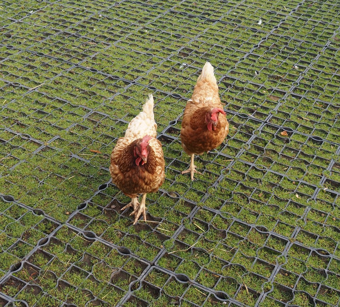 Red laying hens (Gallus gallus domesticus), 2024-09-17