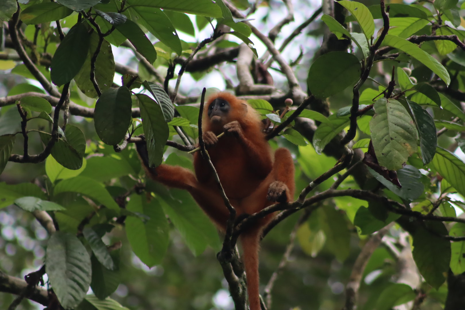 Red leaf monkey - Danum Valley Field Centre, 18 June 2023
