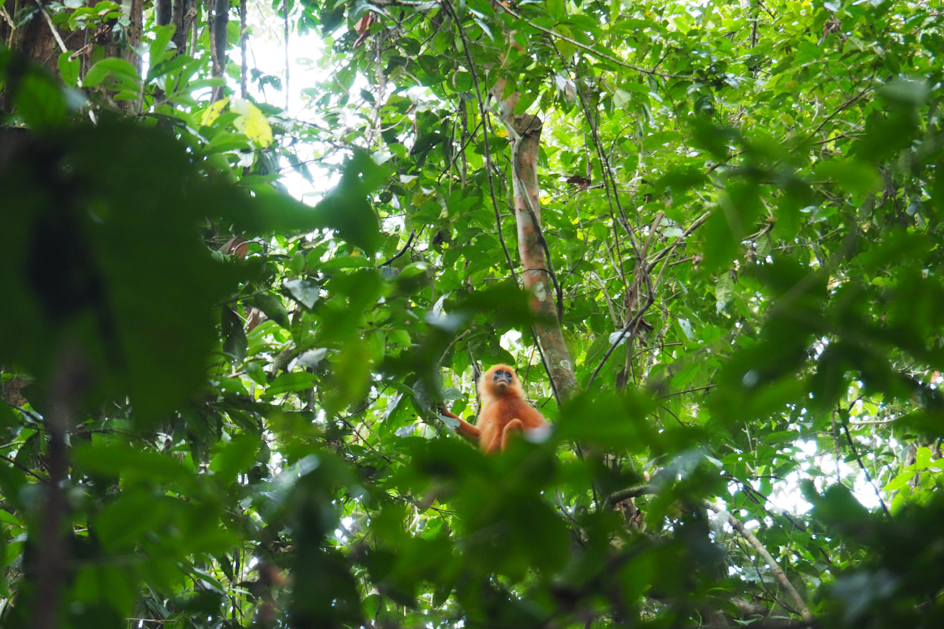 Red Leaf Monkey - Danum Valley, Sabah, Borneo