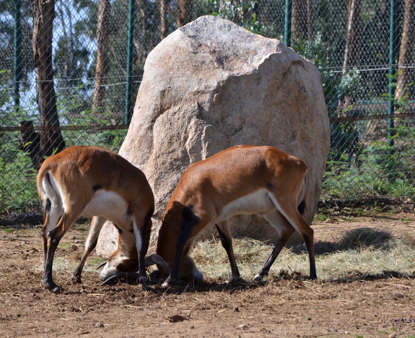 Red Lechewe fighting at Zoo Santo Inácio
