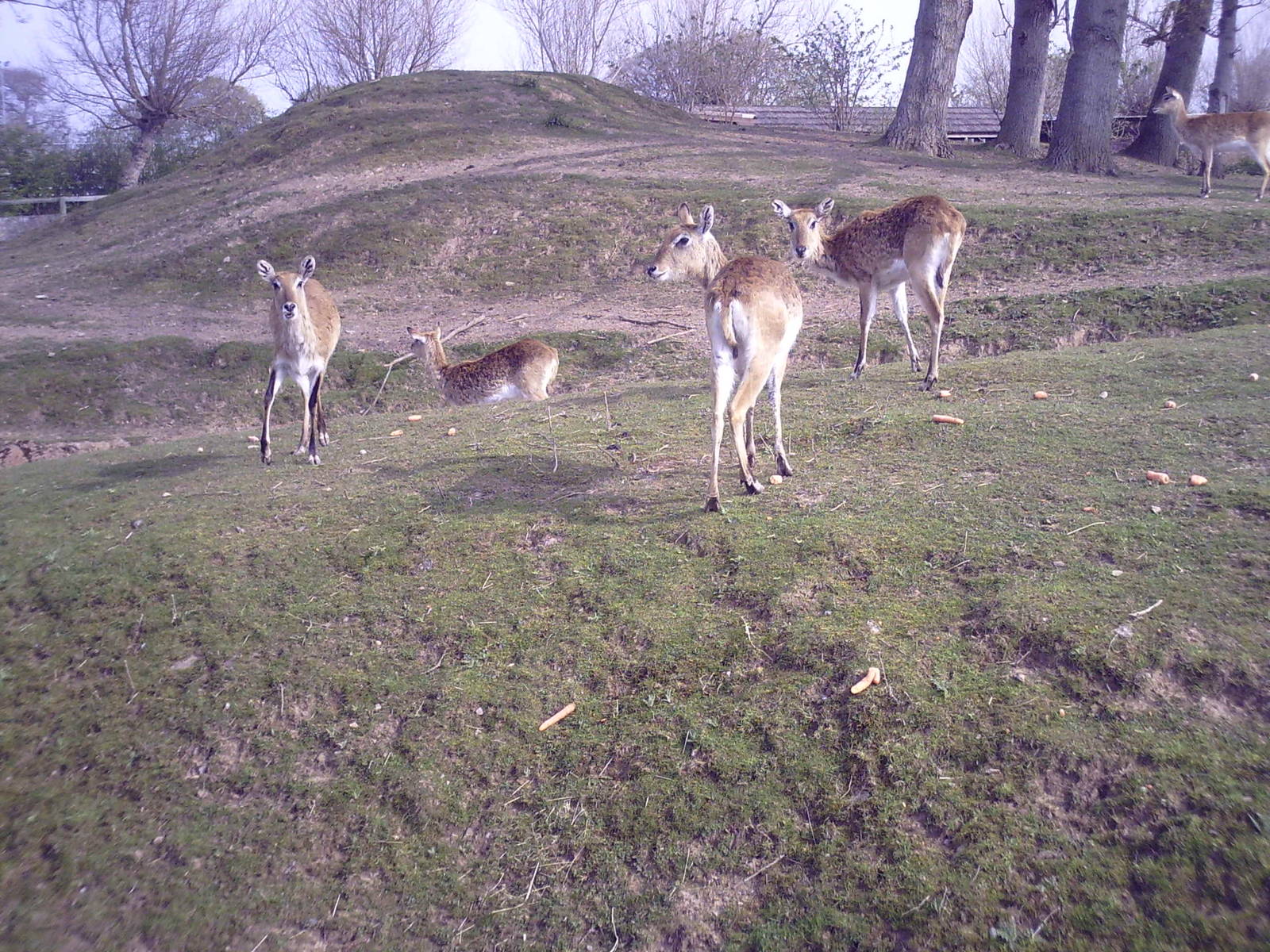 Red Lechwe 03-04-2008