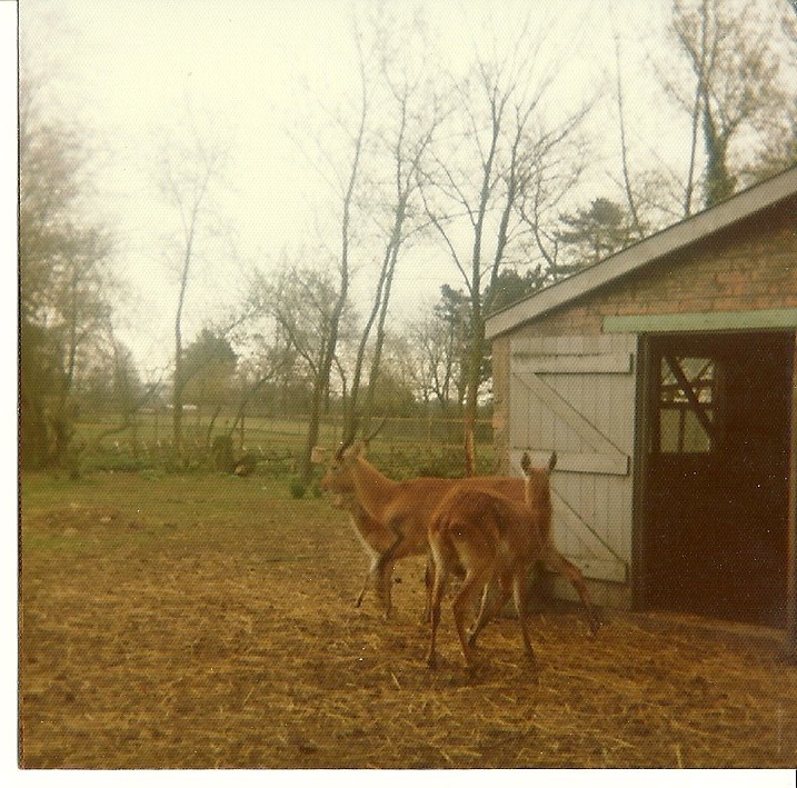 Red Lechwe 1976