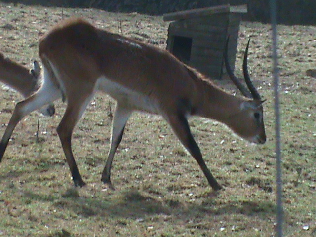 red lechwe 200211