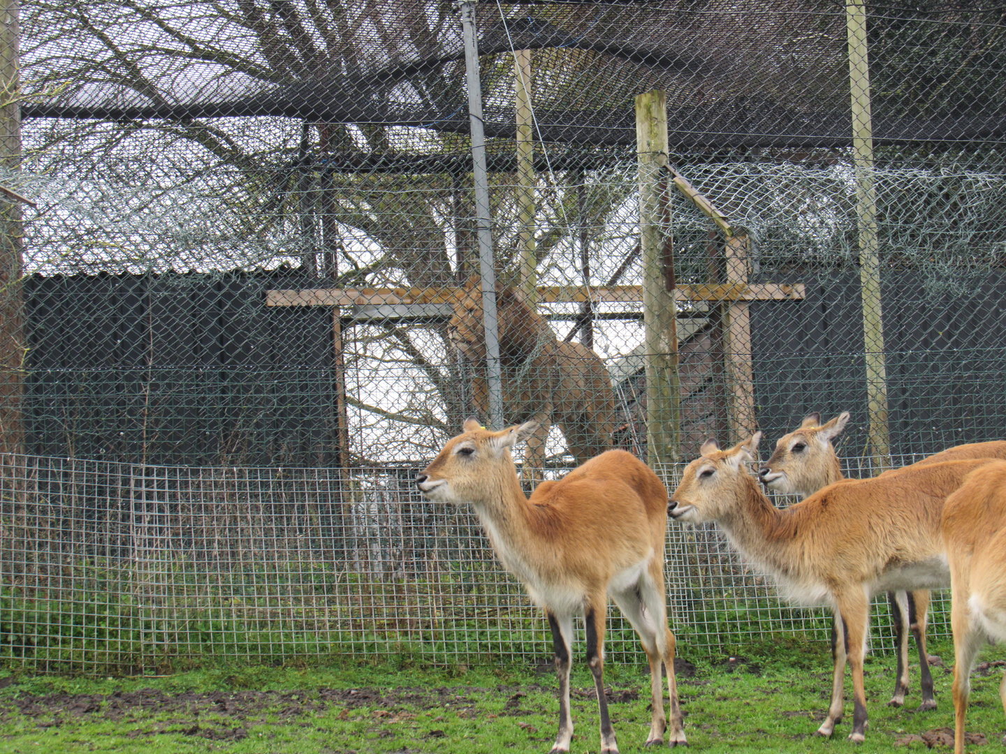 Red Lechwe and African Lion