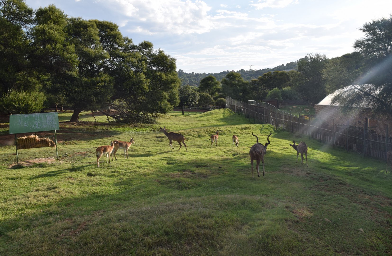Red Lechwe and Greater kudu (Kobus leche leche and Tragelaphus strepticeros)