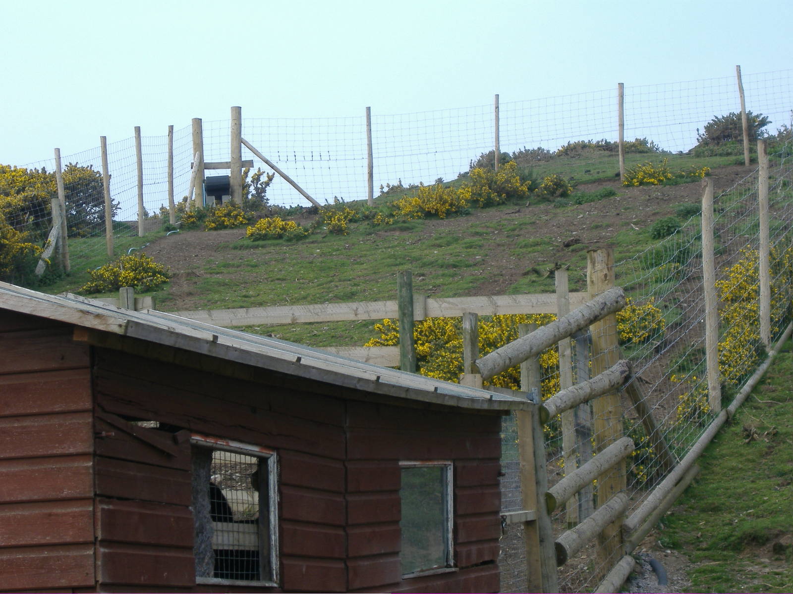 Red Lechwe Animalarium