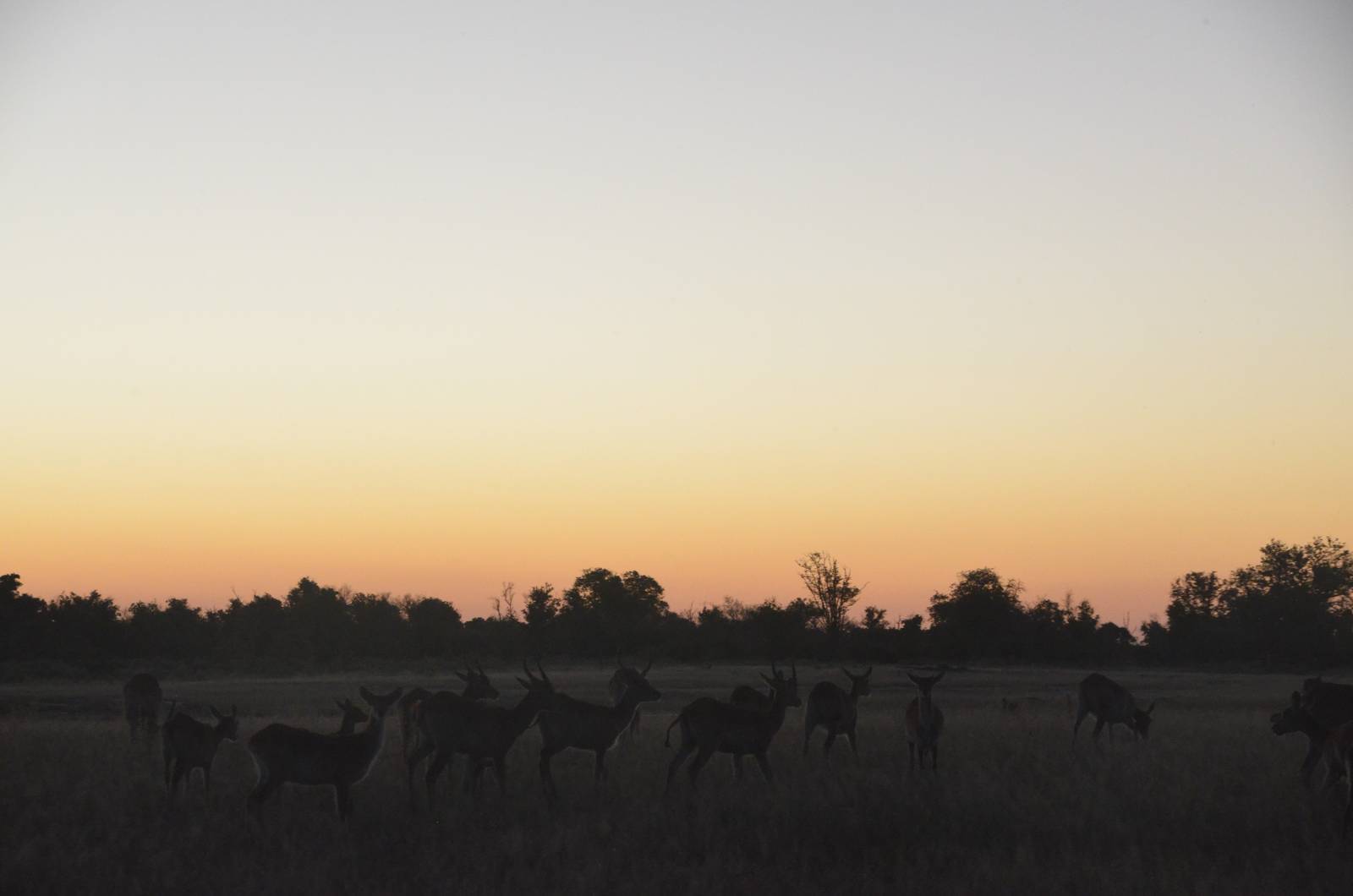 Red Lechwe at Dusk, Moremi Game Reserve, Botswana, 28/04/16