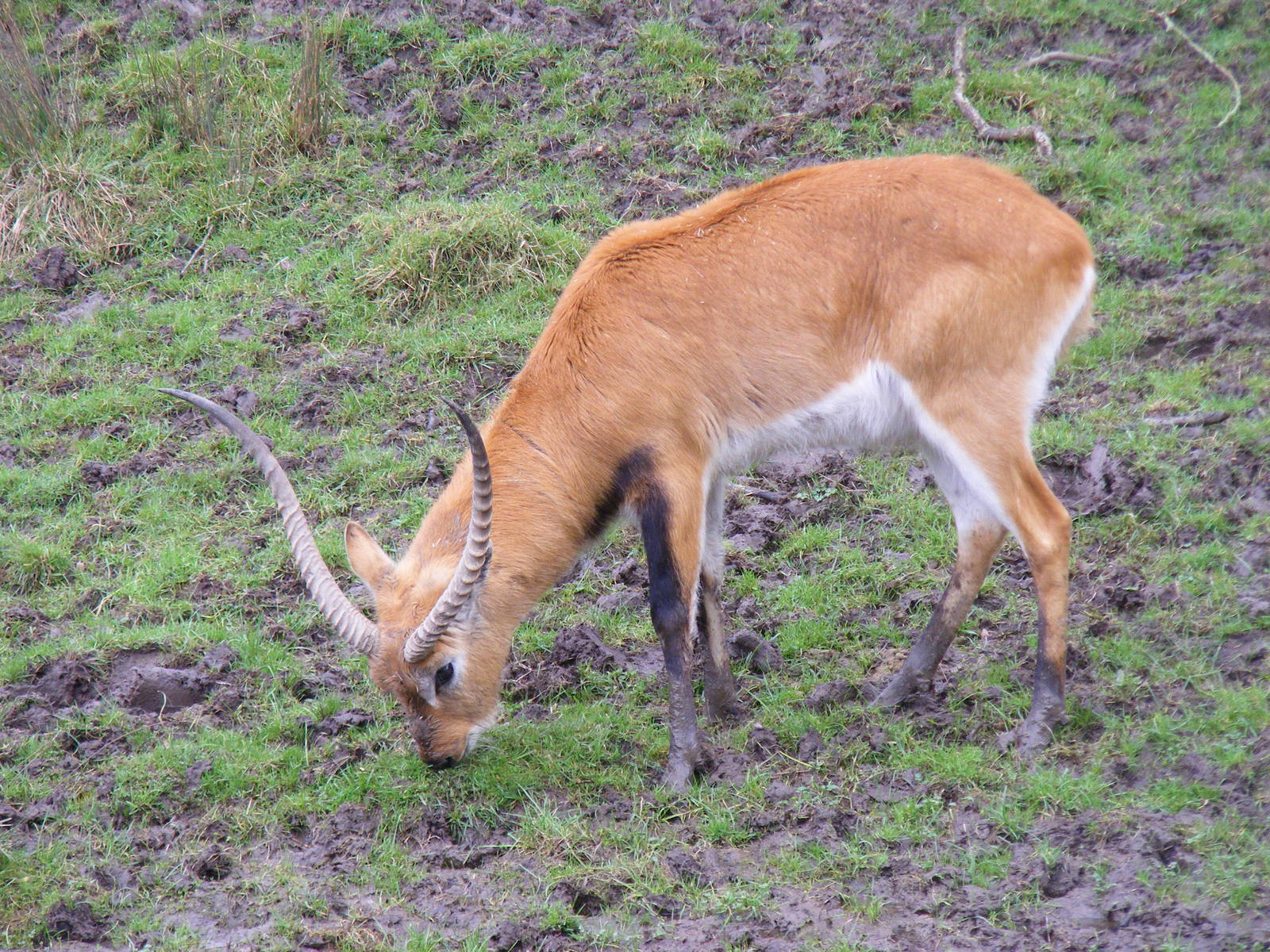 Red lechwe at Port Lympne Wild Animal Park, 13 February 2011