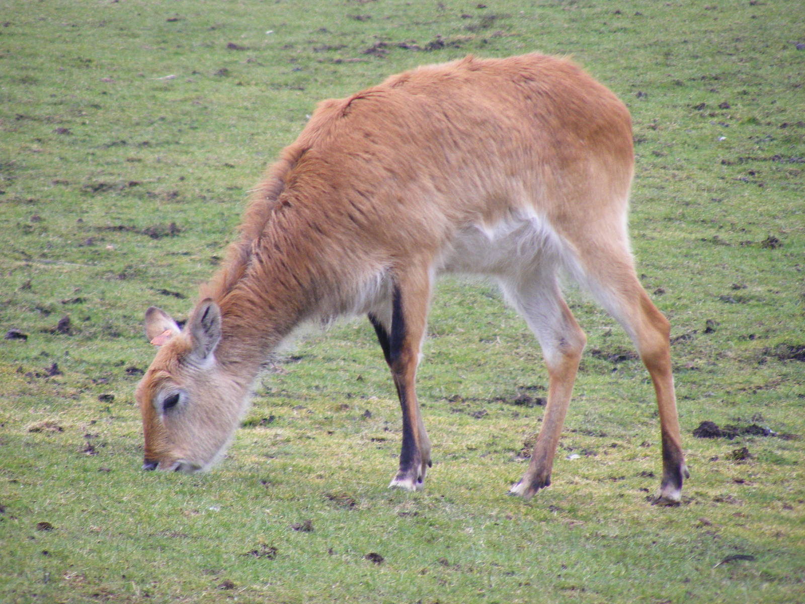 Red lechwe at West Midland Safari Park, 13 February 2010