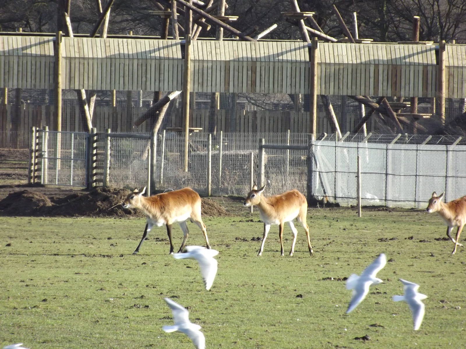Red Lechwe at Yorkshire Wildlife Park 18/02/12