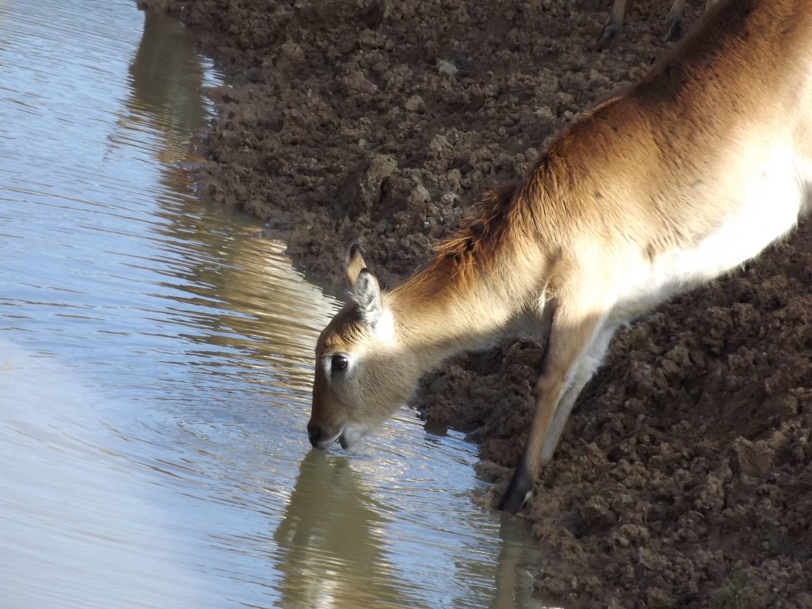 Red Lechwe at Yorkshire Wildlife Park 18/02/12