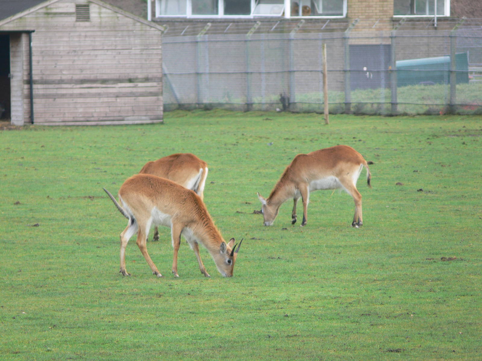 Red Lechwe at Yorkshire WP 01/11/12