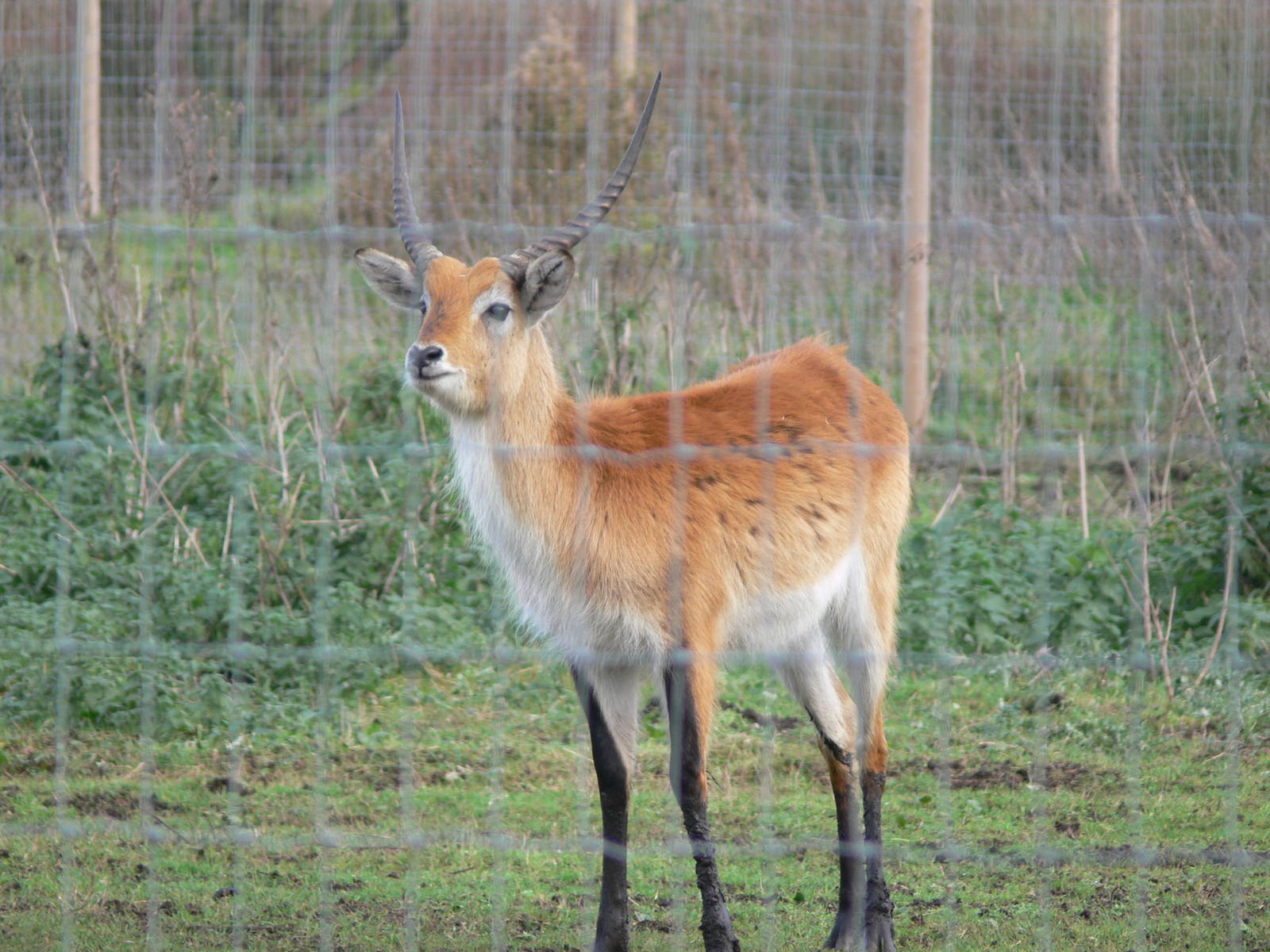 Red Lechwe at Yorkshire WP 01/11/12