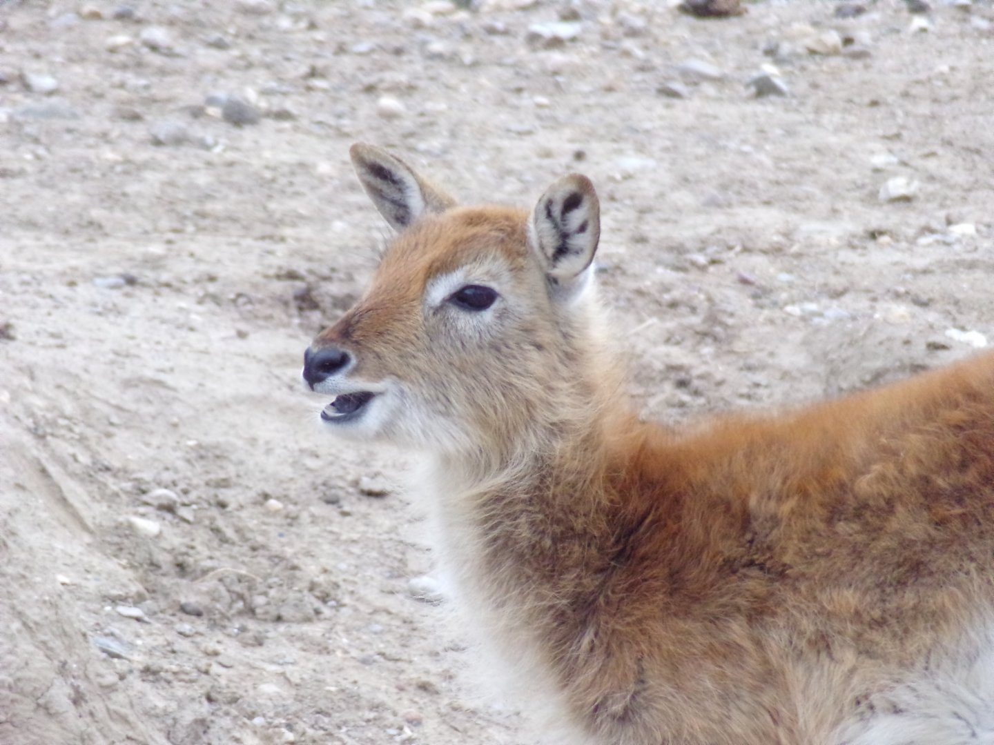 Red Lechwe calf - Réserve Africaine de Sigean (2024)