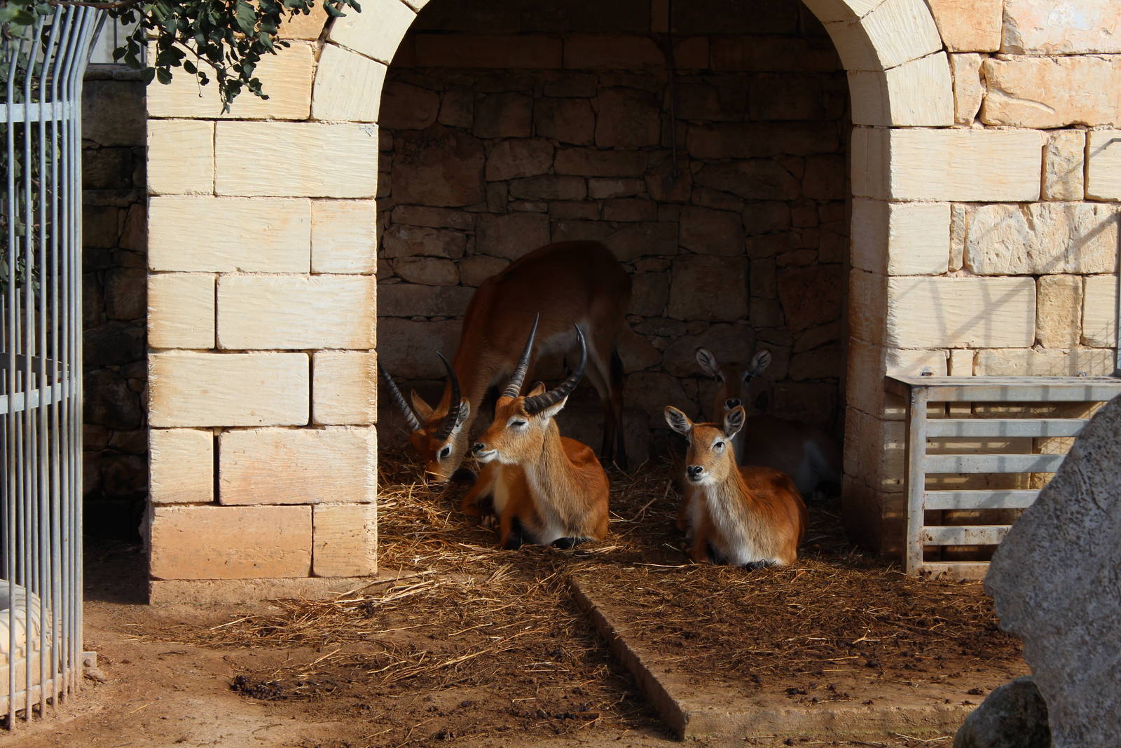 Red Lechwe Enclosure - MonteKristo Animal Park, Malta