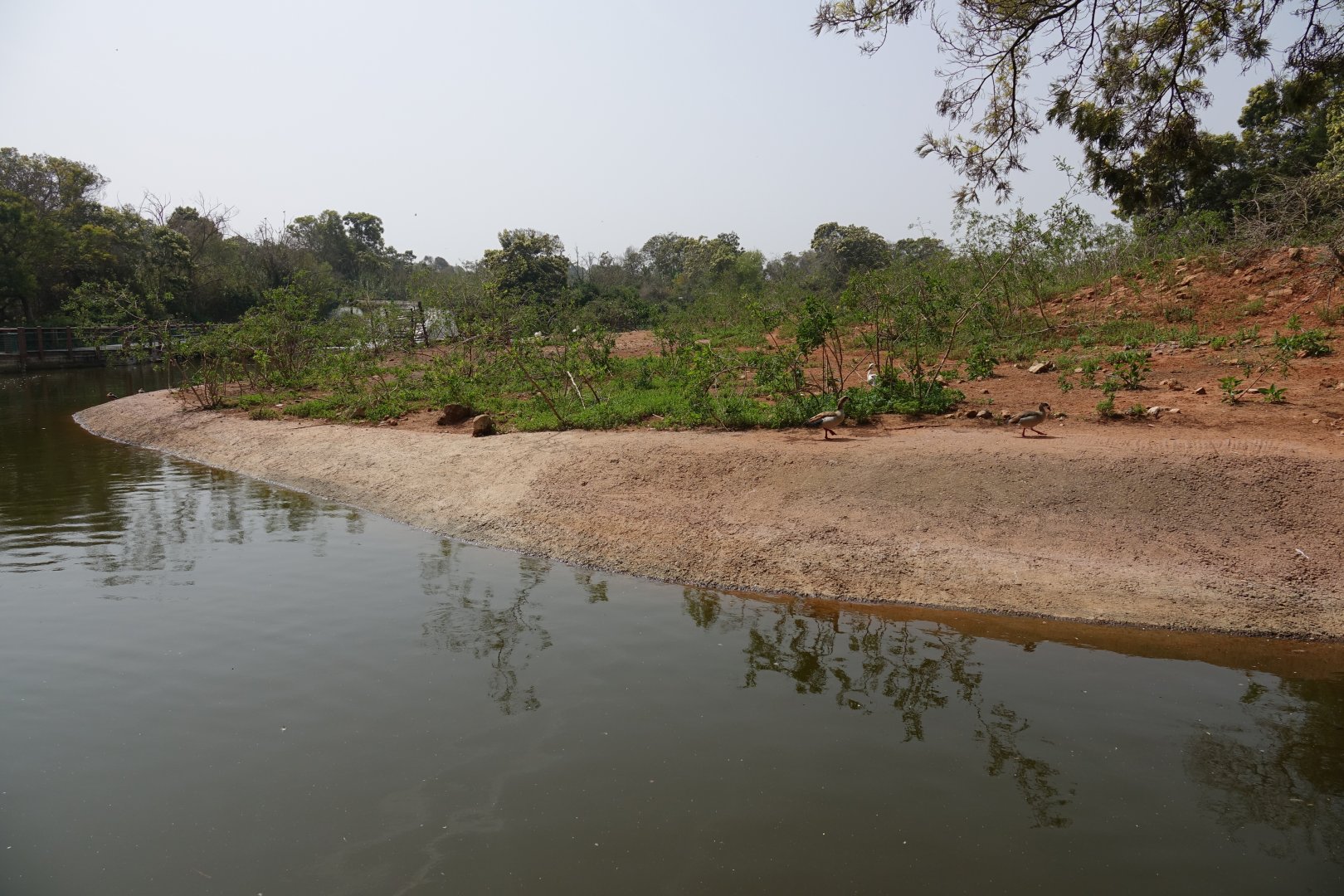 Red Lechwe Enclosure