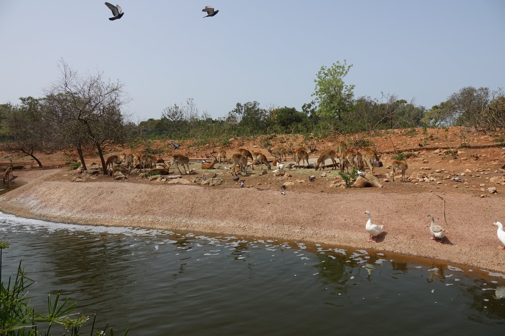 Red Lechwe Enclosure