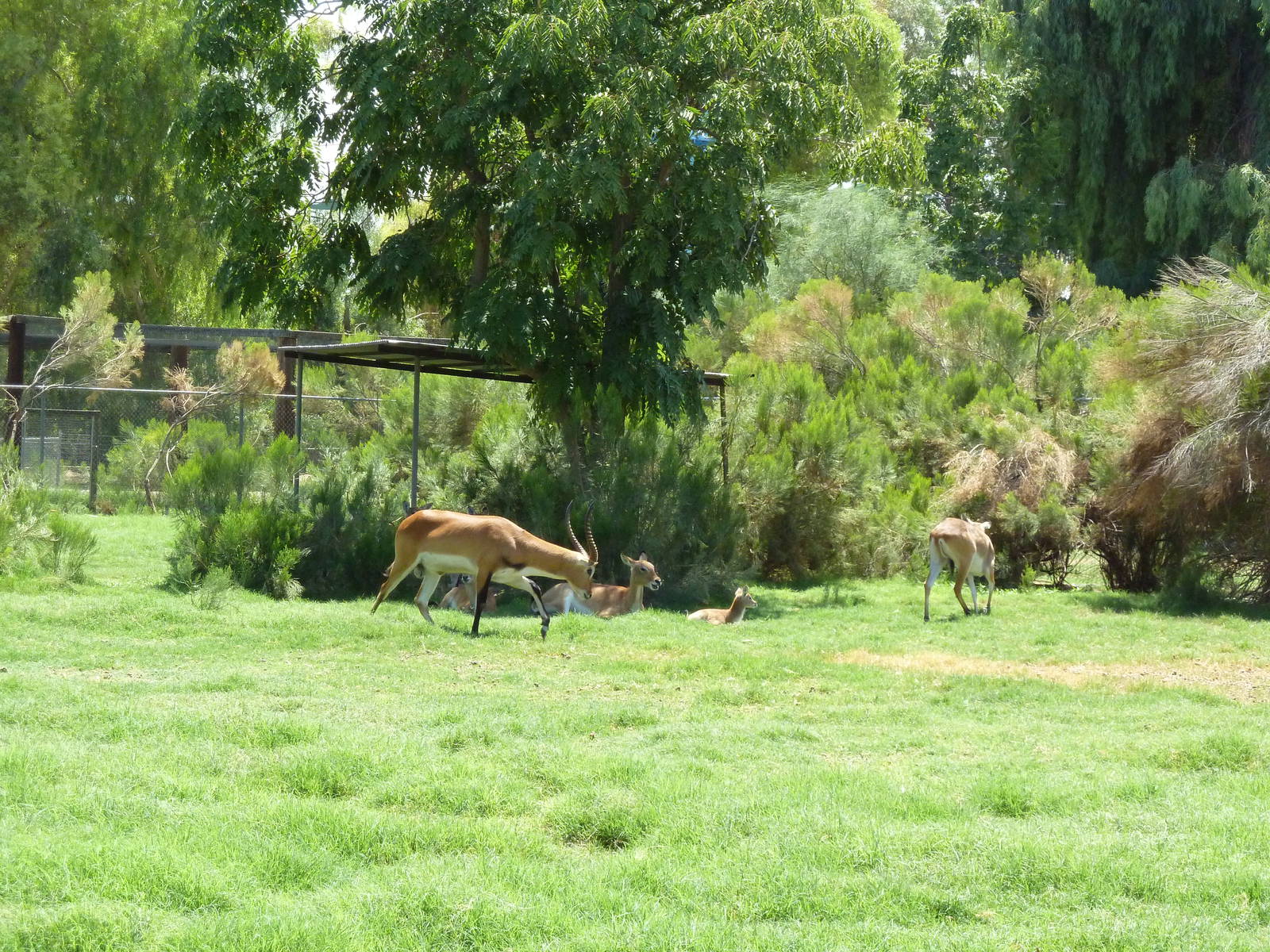 Red Lechwe Exhibit