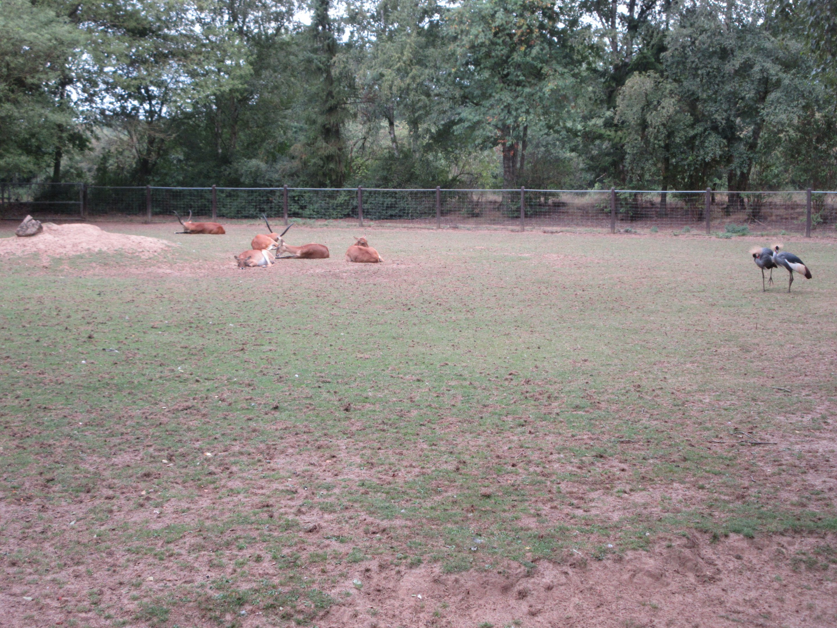 Red Lechwe Exhibit